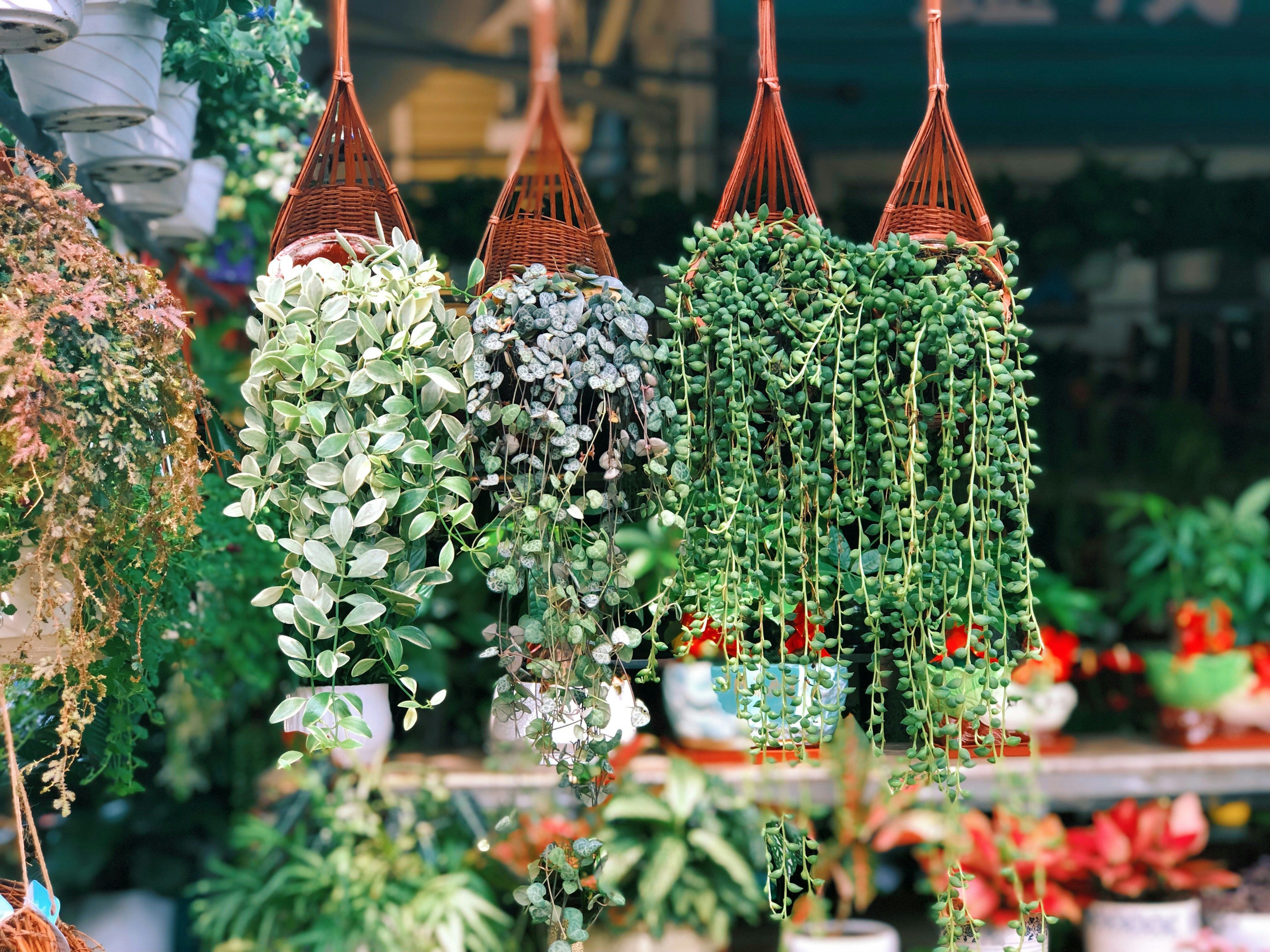 Air plants displayed on a table for low-maintenance greenery in biophilic decor
