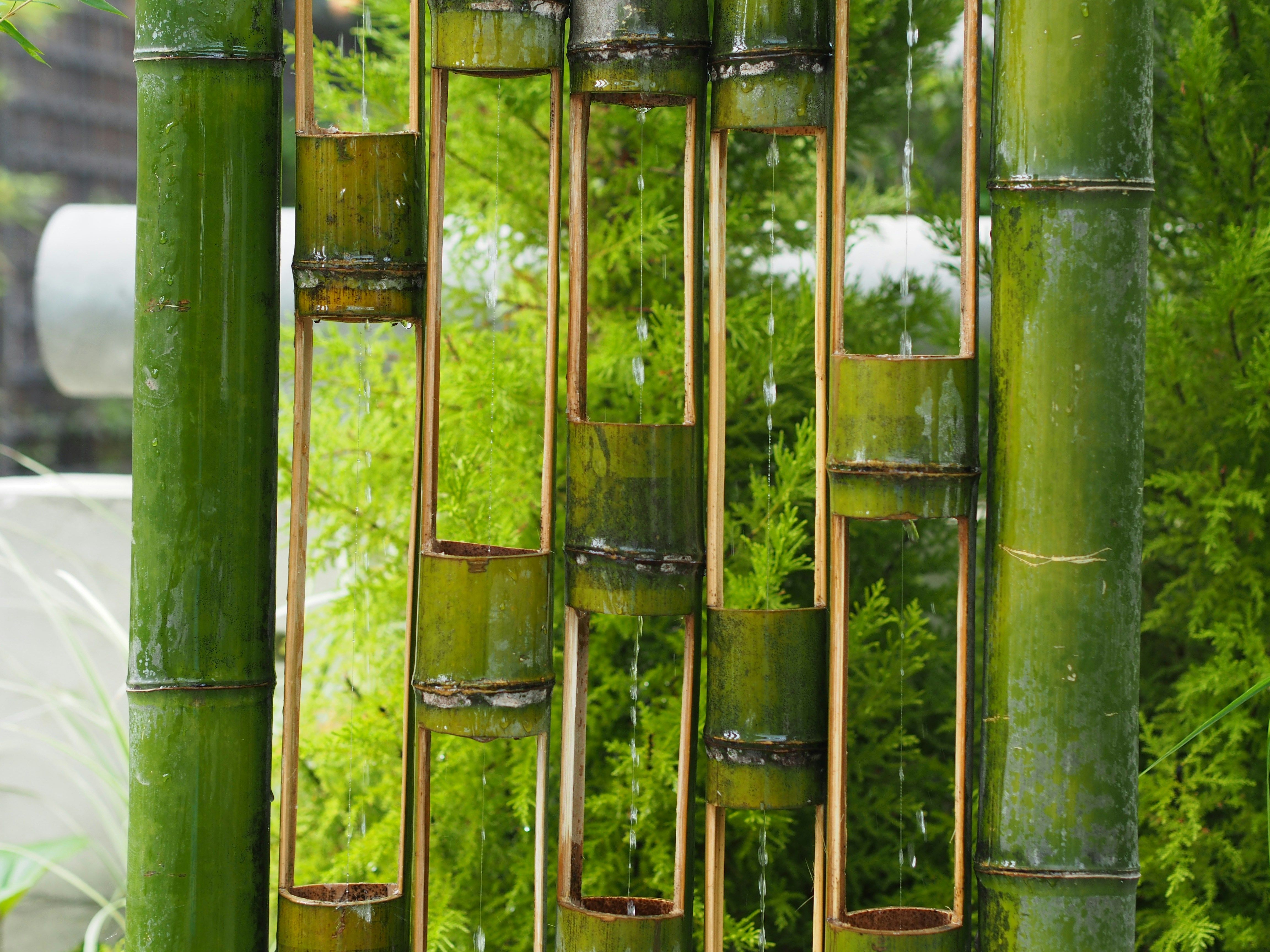 Outdoor green wall with bamboo and climbing plants for a sustainable biophilic backyard