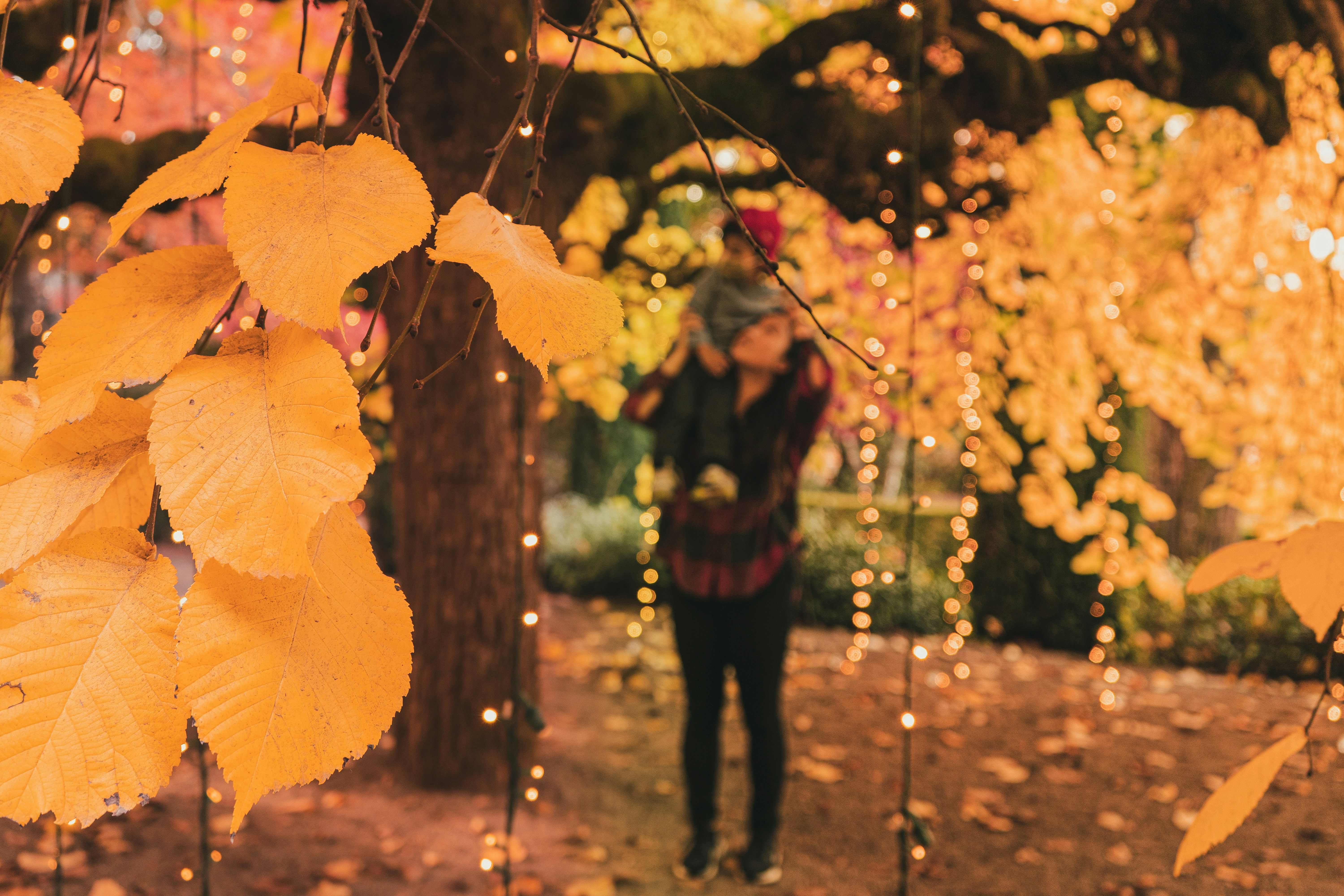 Install solar-powered lights to brighten your outdoor patio with sustainable fall lighting and eco-friendly charm.