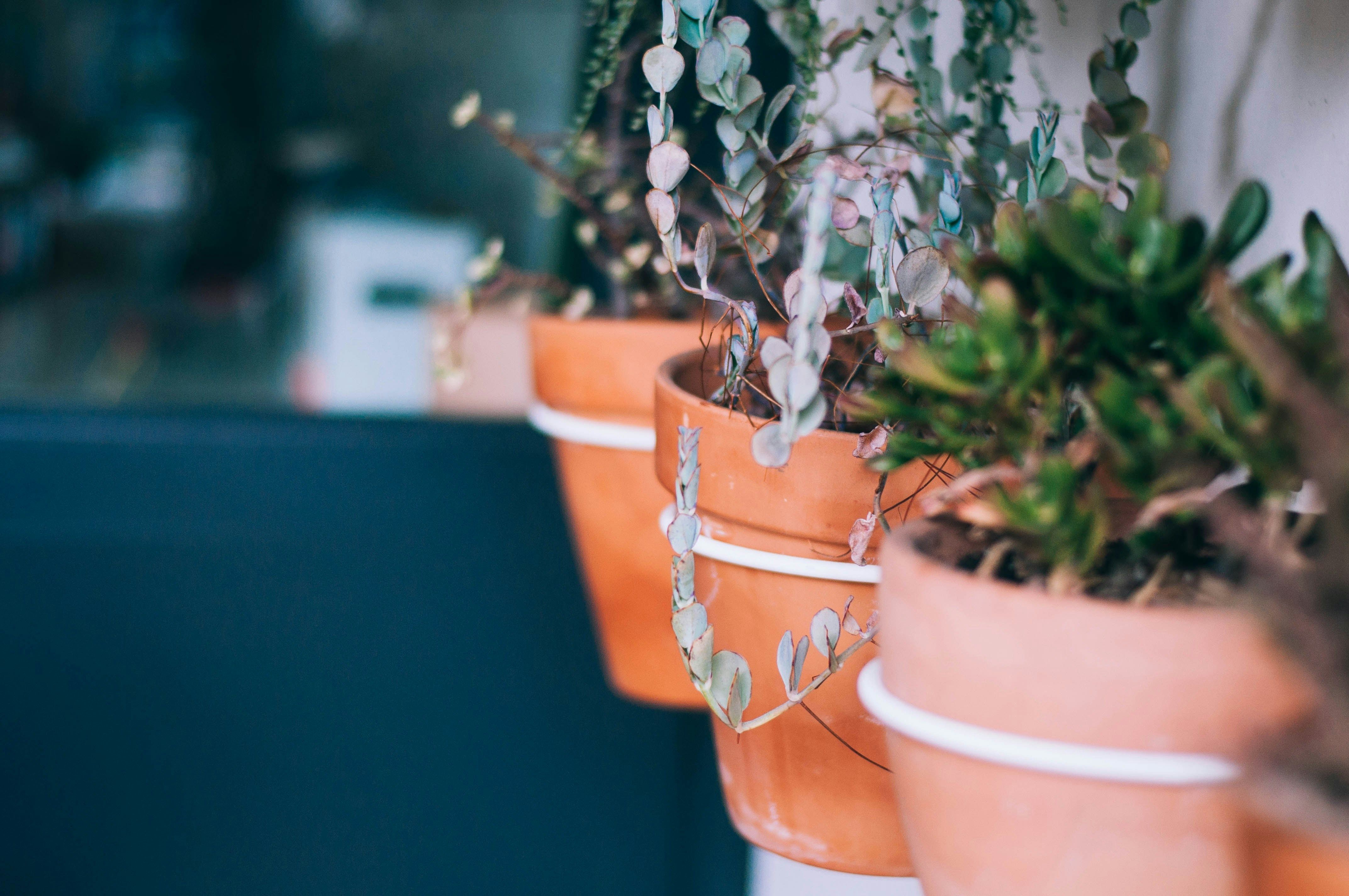 Plant a vertical garden with fall flowers and vegetables to enhance your autumn patio decor with sustainable greenery.