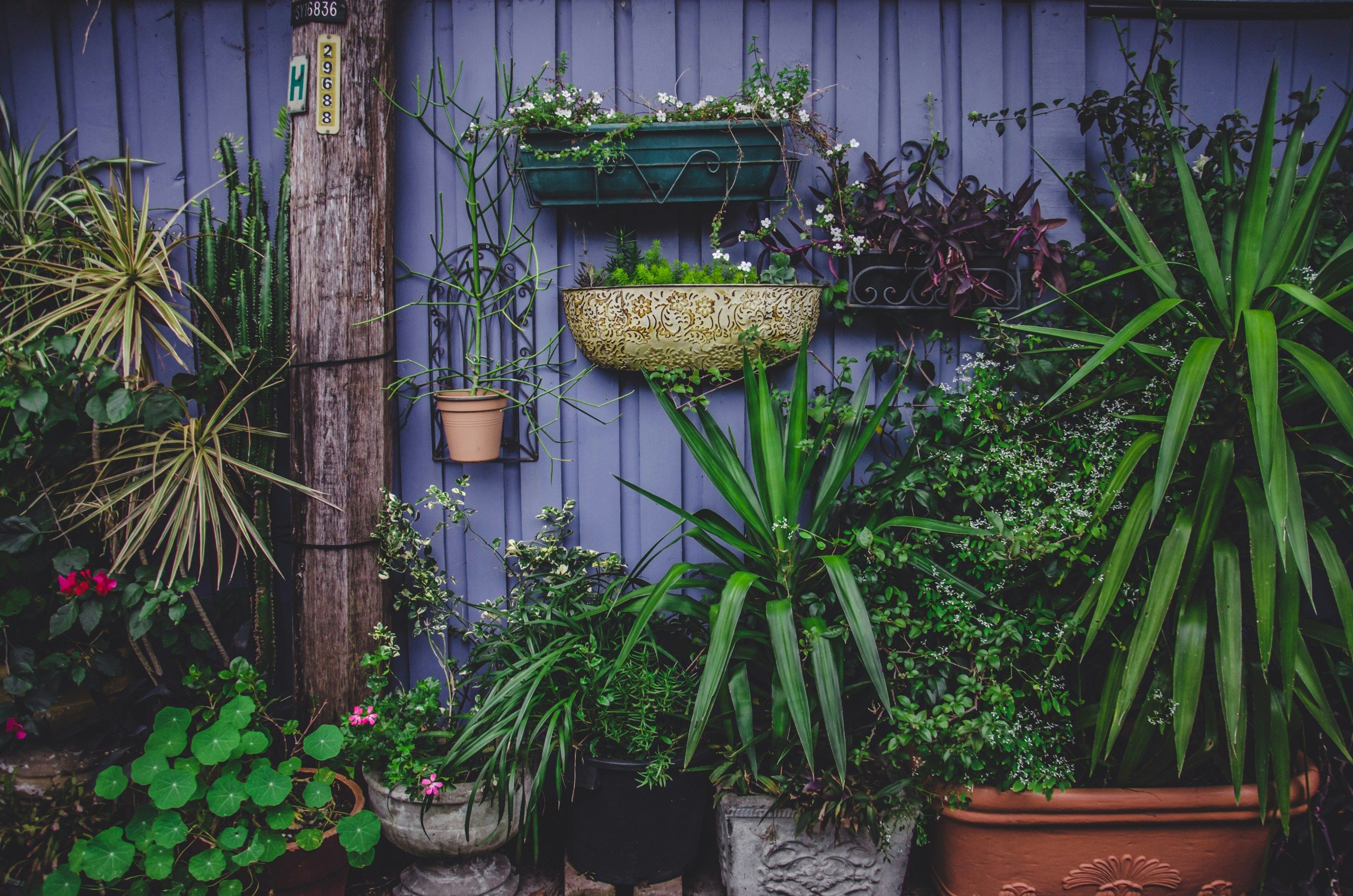 Indoor vertical garden with lush plants adding greenery to a biophilic home design